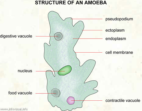 Amoeba  (Visual Dictionary)